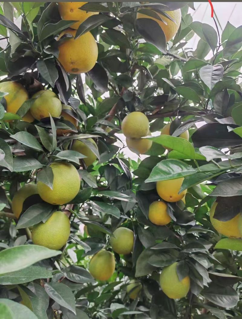 【赣南脐橙】时隔一年，甚是想念。又到了脐橙收获的季节了。