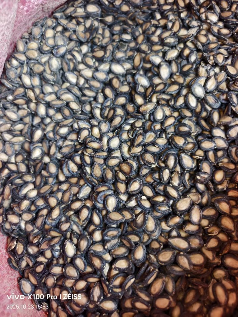 黑大片打瓜子，量大从优