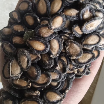 黑大片打瓜子，量大从优