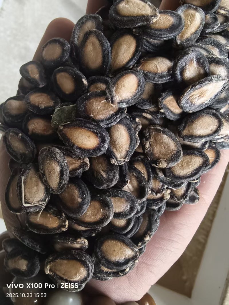 黑大片打瓜子，量大从优