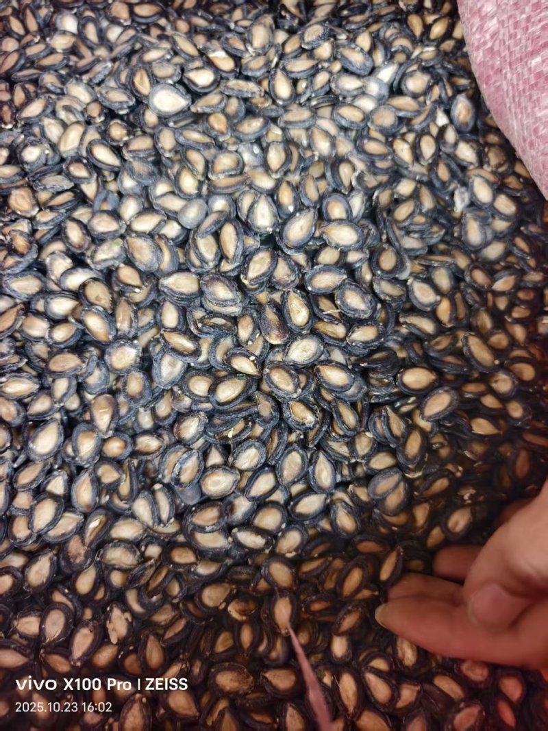 黑大片打瓜子，量大从优