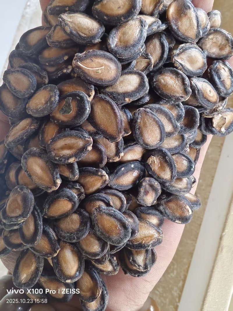 黑大片打瓜子，量大从优