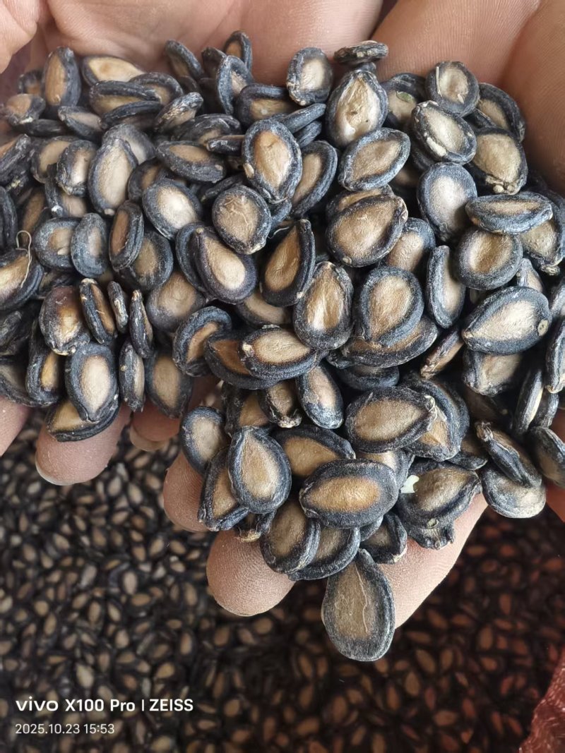 黑大片打瓜子，量大从优