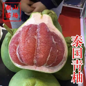 泰国红宝石青柚苗越南青柚子苗暹罗红柚树苗