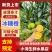 【海量货源】哀牢山冰糖橙大量上市一手货源批发一件代发全国