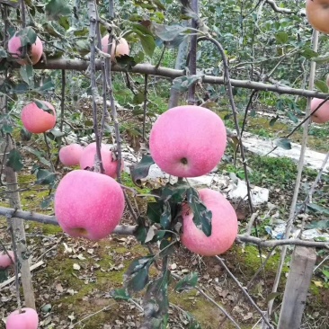 陕西红富士