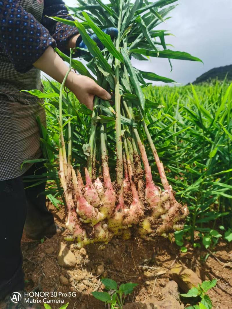 生姜湖南二号