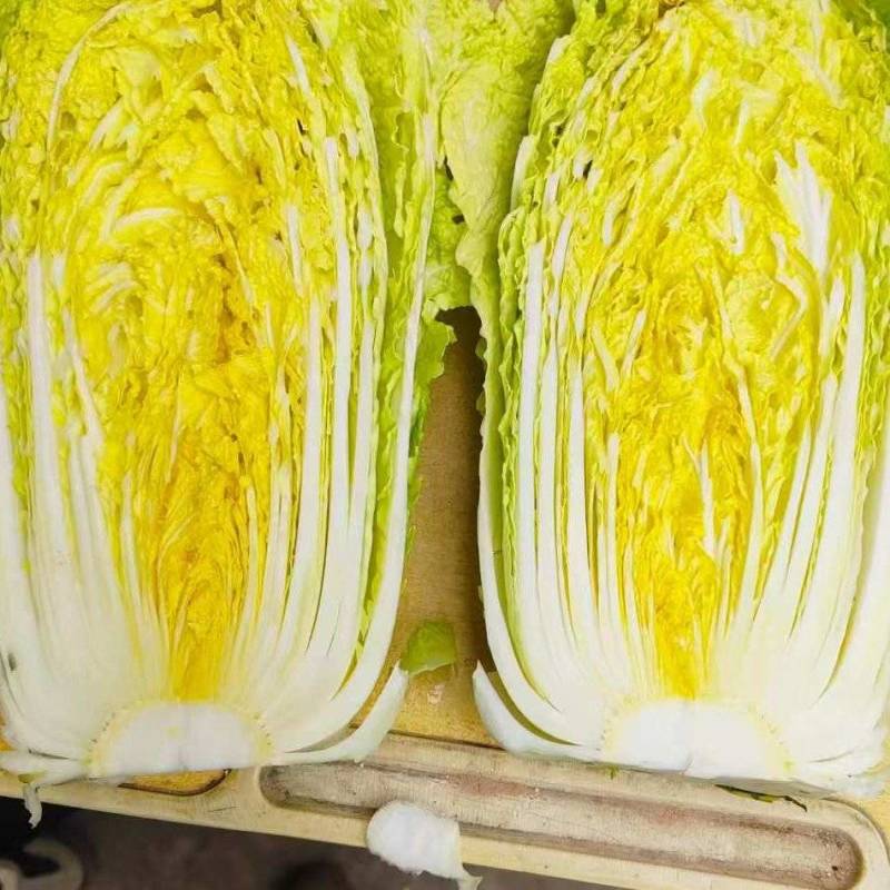 精品玲珑黄白菜一手货源产地直发欢迎采购商前来采购