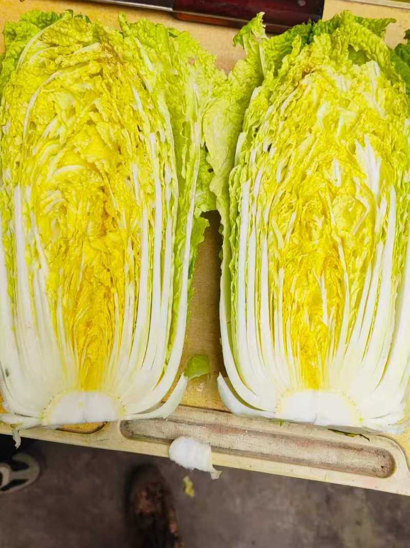 精品玲珑黄白菜一手货源产地直发欢迎采购商前来采购