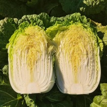 黄心白菜