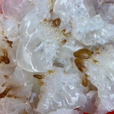 海蜇头
