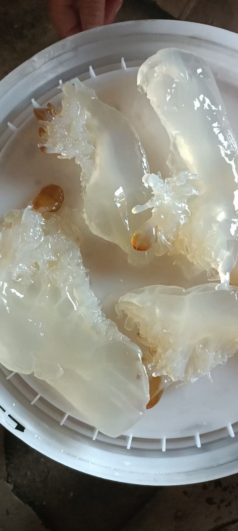 海蜇头