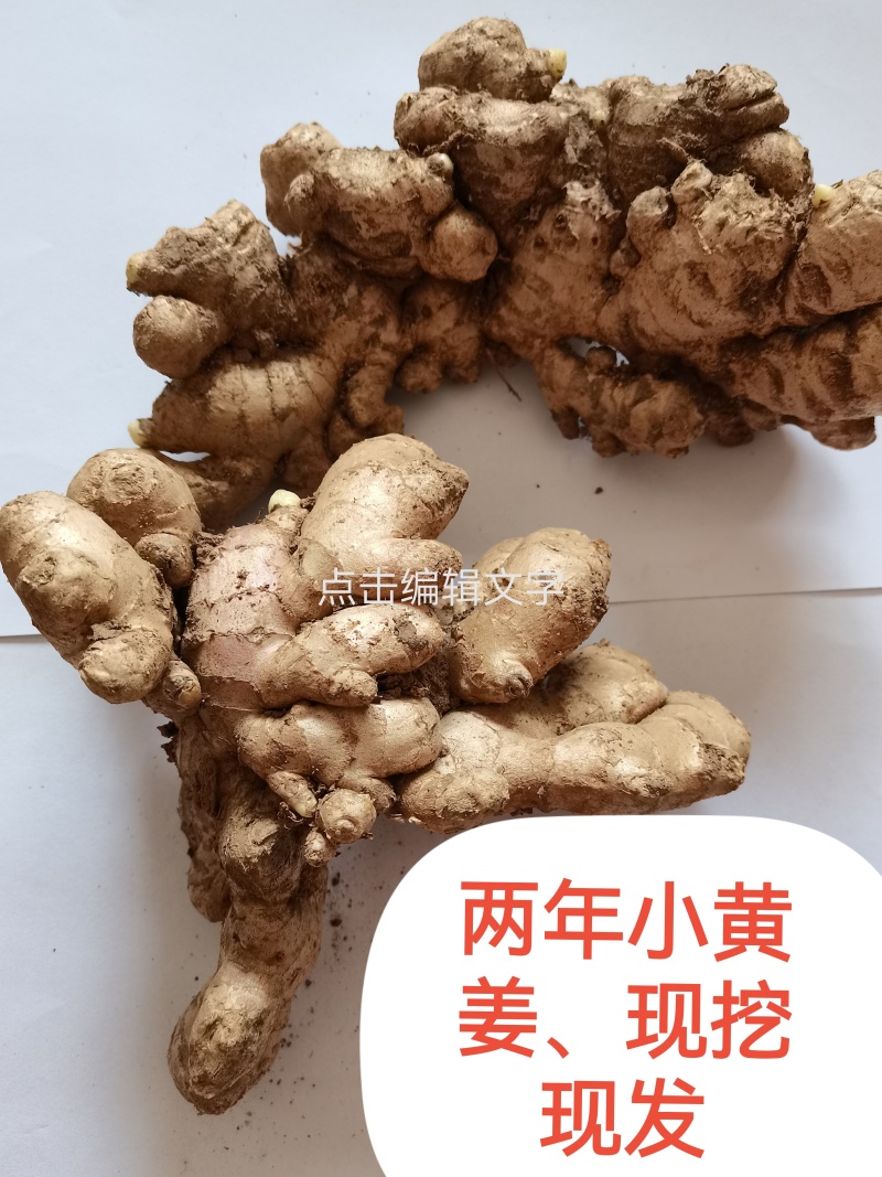 优质两年小黄姜块整超市精品