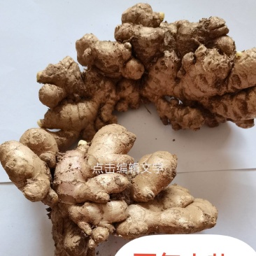 优质两年小黄姜块整超市精品