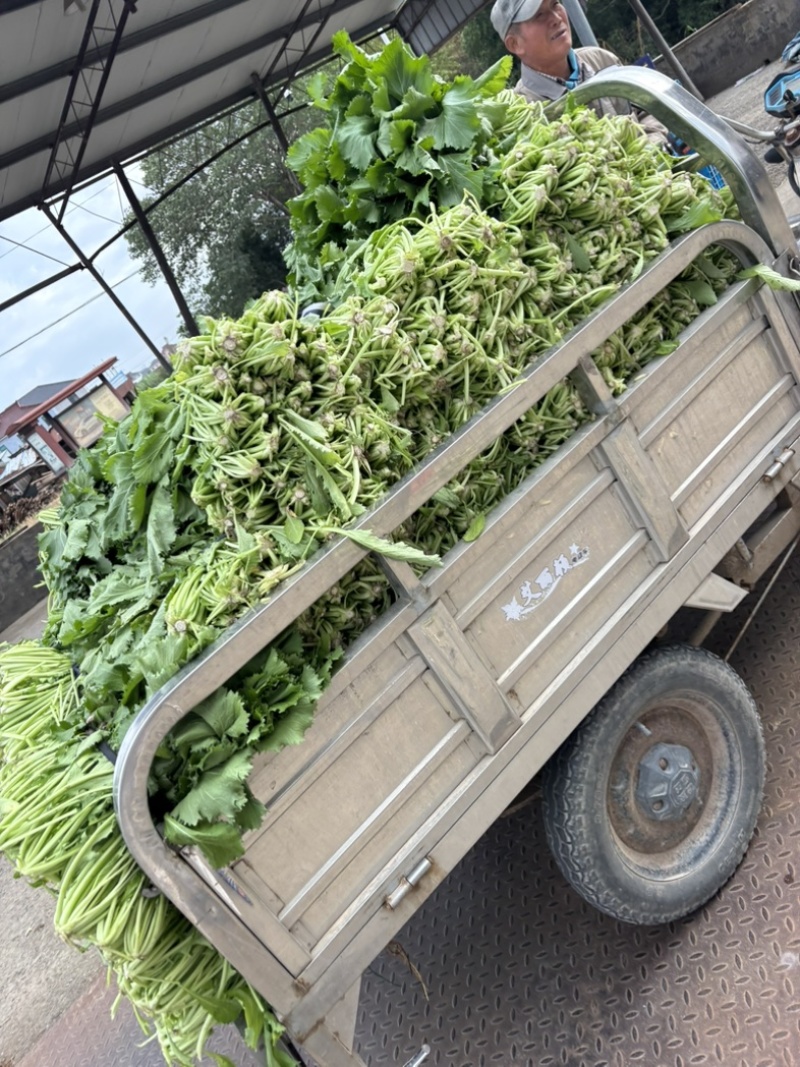 长梗白菜上车一块雪里蕻上车七毛五