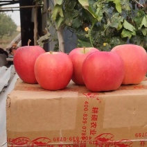 瑞香红苹果