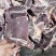 多肉牛脖骨