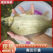 精品放钓鯽鱼中科湘云鯽先科鯽基地直供包运输下塘