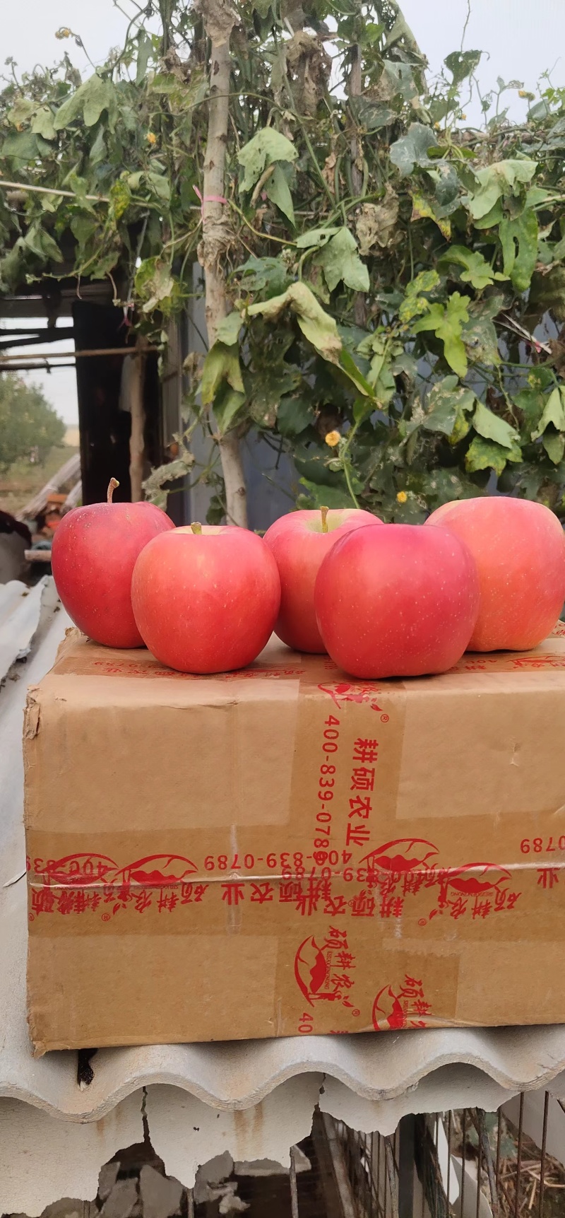 瑞香红苹果\河北邯郸产地直发\大量有货\对接全国采购商