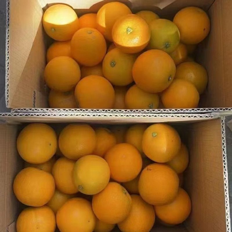 湖南麻阳冰糖橙核心产区直供规格齐全量大价优欢迎咨询