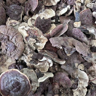 云南香格里拉白心灵芝白肉灵芝香气浓大货批发