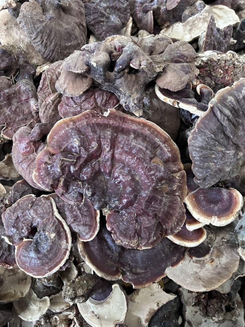 云南香格里拉白心灵芝白肉灵芝香气浓大货批发