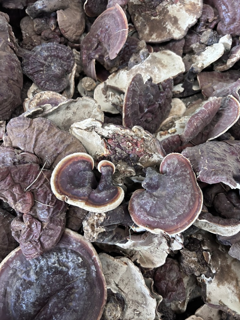 云南香格里拉白心灵芝白肉灵芝香气浓大货批发