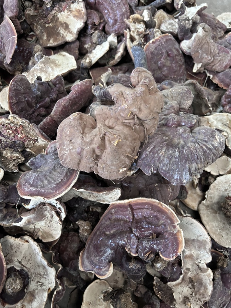 云南香格里拉白心灵芝白肉灵芝香气浓大货批发