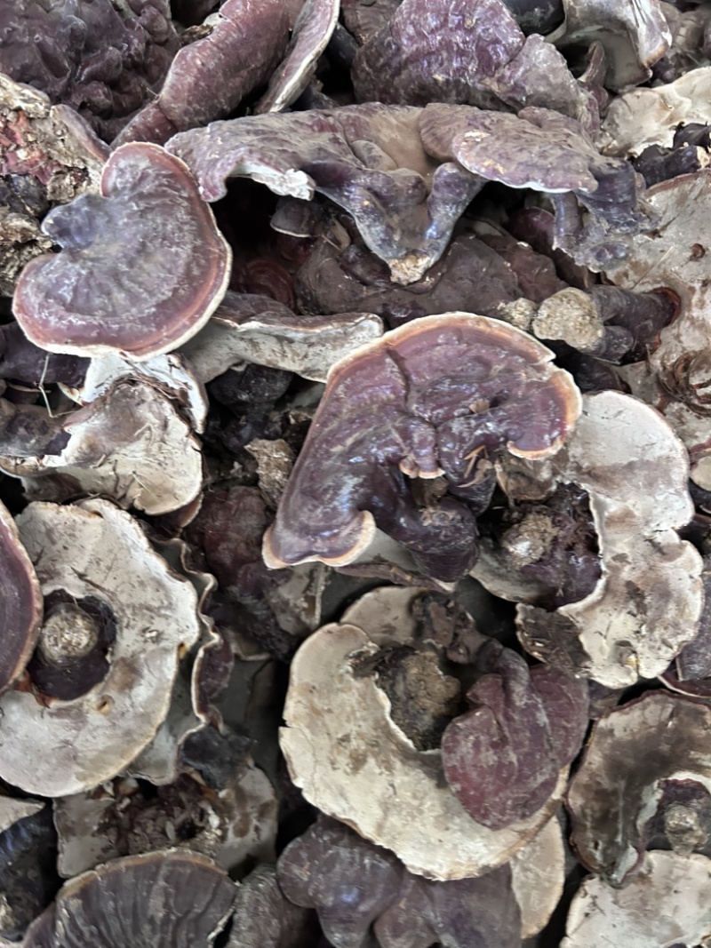 云南香格里拉白心灵芝白肉灵芝香气浓大货批发