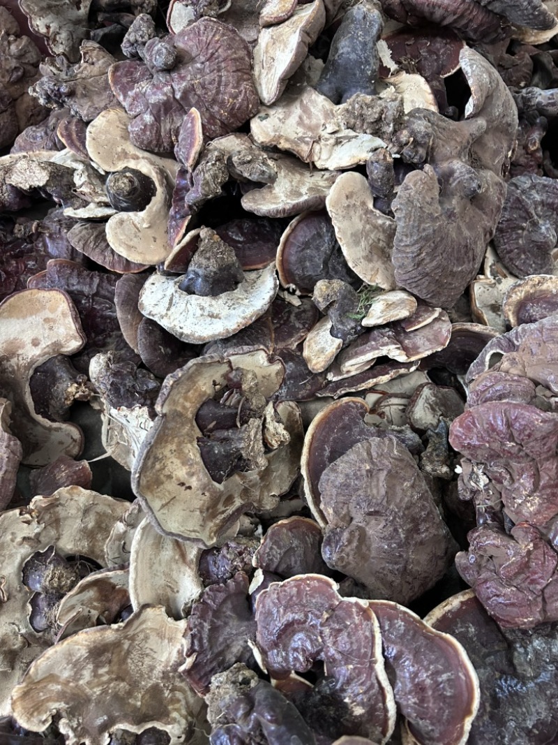 云南香格里拉白心灵芝白肉灵芝香气浓大货批发