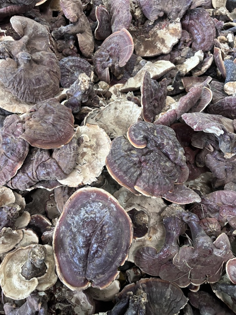 云南香格里拉白心灵芝白肉灵芝香气浓大货批发