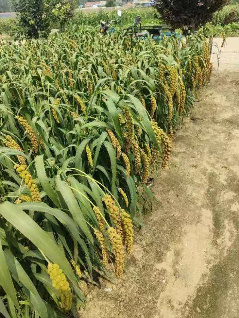 精品春谷小米大量批发零售