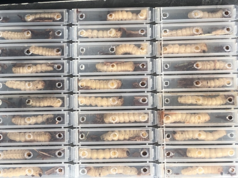 云实树虫，斗米虫
