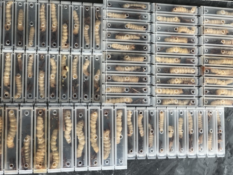 云实树虫，斗米虫