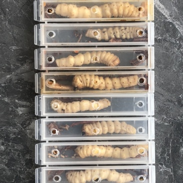 云实树虫，斗米虫