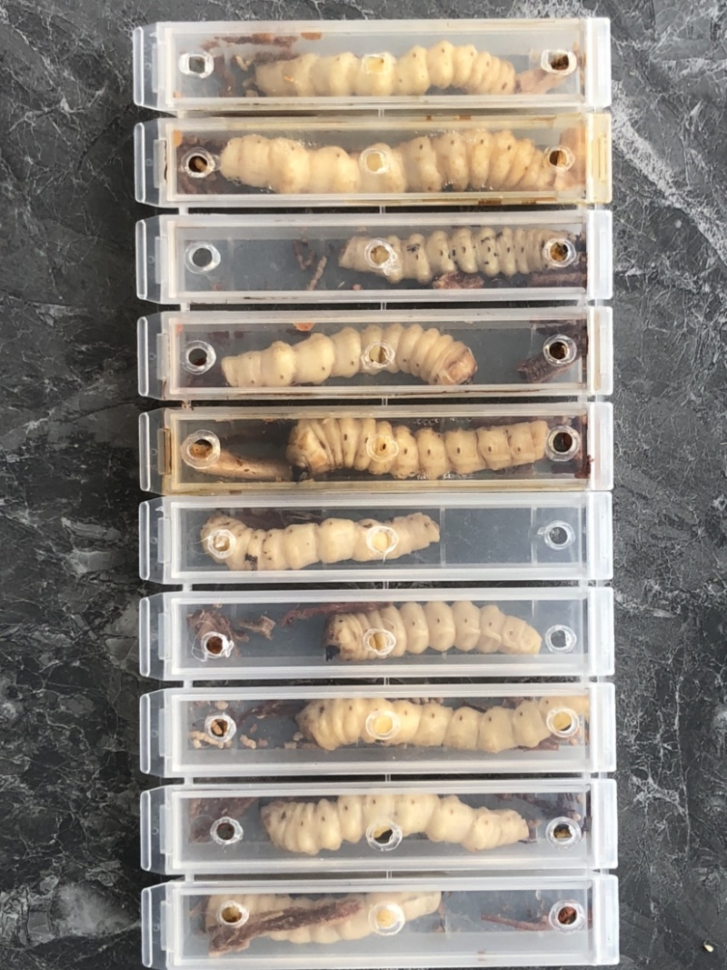 云实树虫，斗米虫