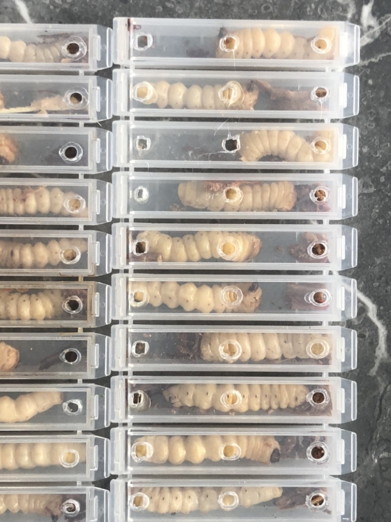 云实树虫，斗米虫
