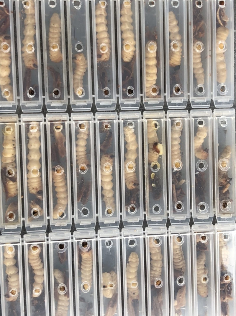云实树虫，斗米虫