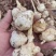 宁夏精品洋姜鬼子姜菊芋