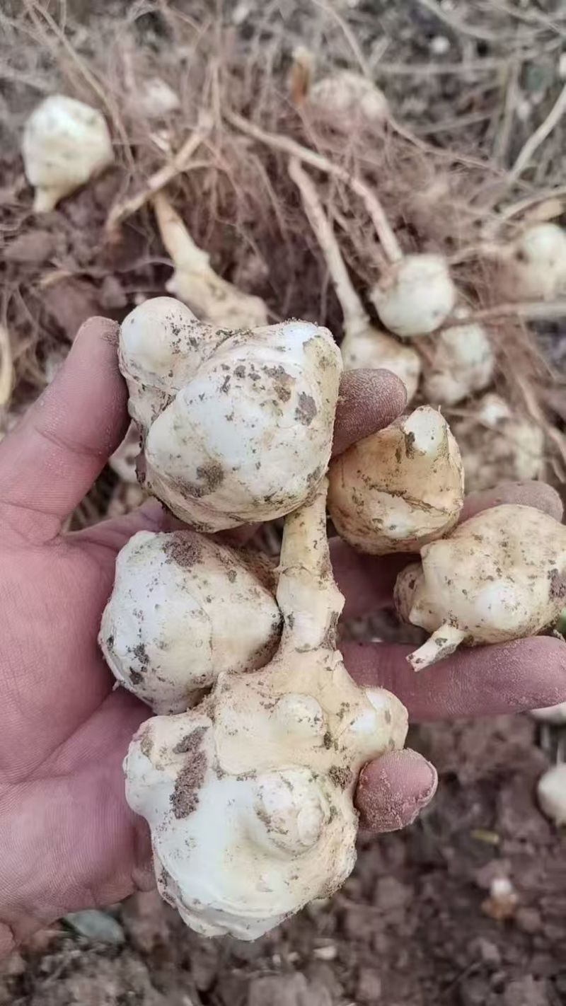 宁夏精品洋姜鬼子姜菊芋