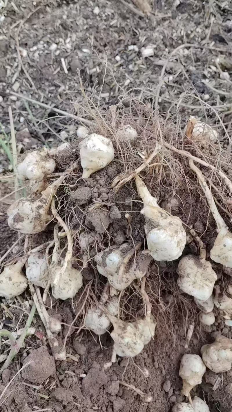 宁夏精品洋姜鬼子姜菊芋