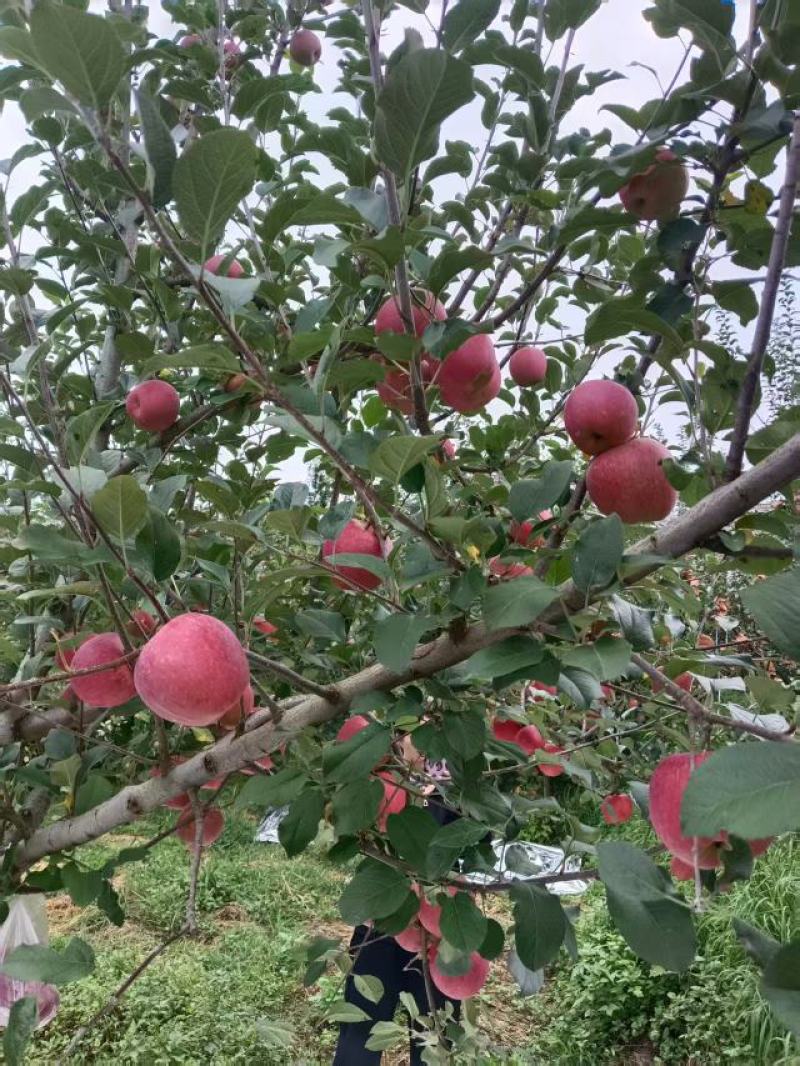 2001对接批发零售代收代卖种植基地大量走货
