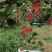2001对接批发零售代收代卖种植基地大量走货