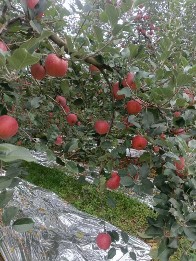 2001对接批发零售代收代卖种植基地大量走货