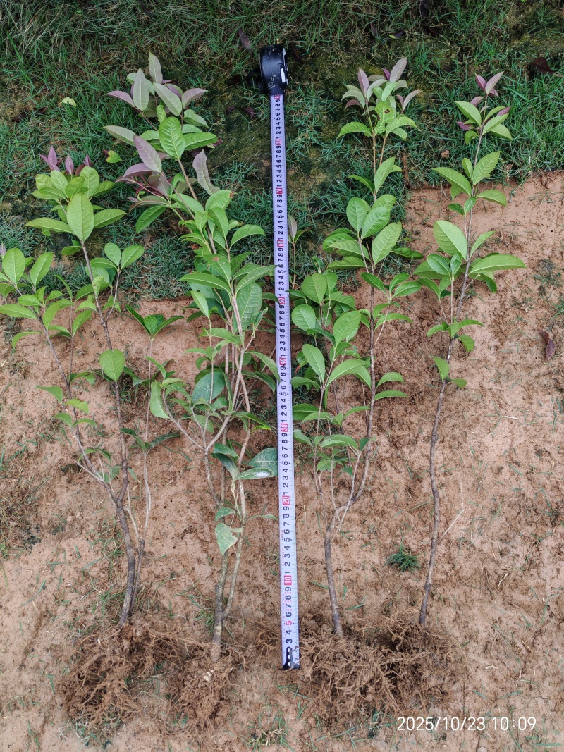 四季桂苗湖南优质四季桂库存充足量大从优可视频
