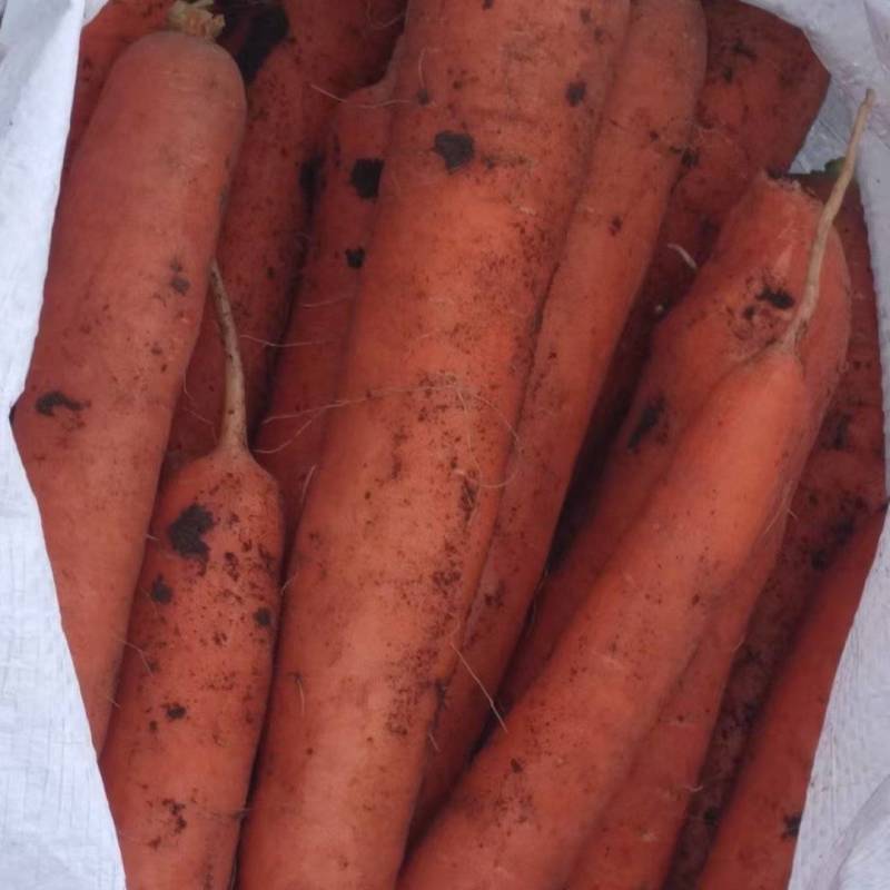 黑龙江精品大红萝卜大量供应品质好口感好价优