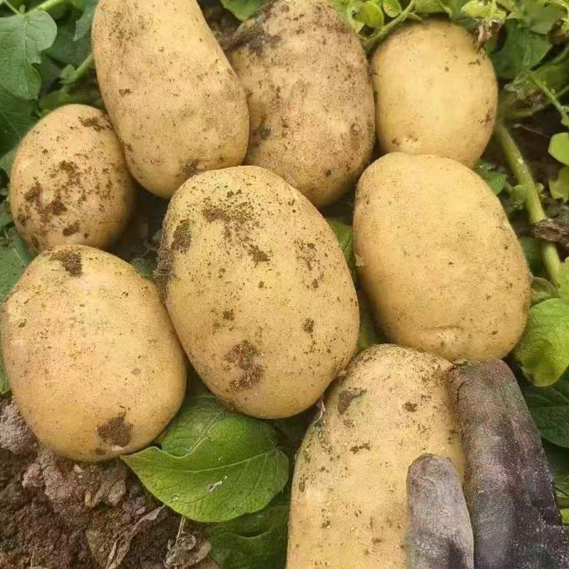内蒙黄心土豆新鲜上市价格美丽质量好走货快欢迎询价热卖