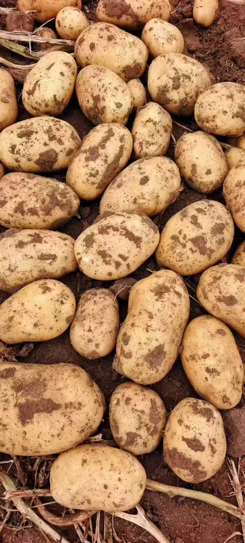 内蒙黄心土豆新鲜上市价格美丽质量好走货快欢迎询价热卖