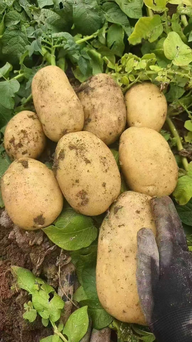 内蒙黄心土豆新鲜上市价格美丽质量好走货快欢迎询价热卖