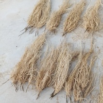 水洗徐长卿